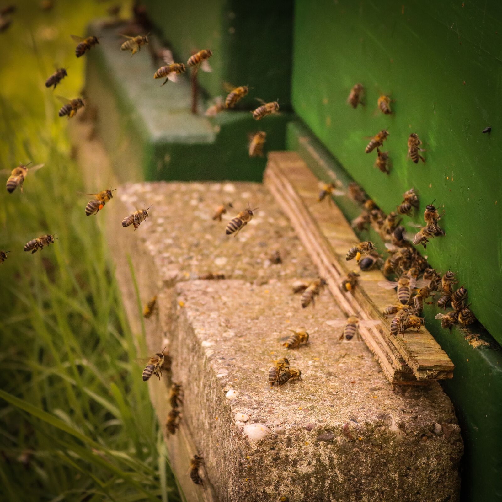 Canon EOS 750D (EOS Rebel T6i / EOS Kiss X8i) sample photo. Insect, food, bee photography