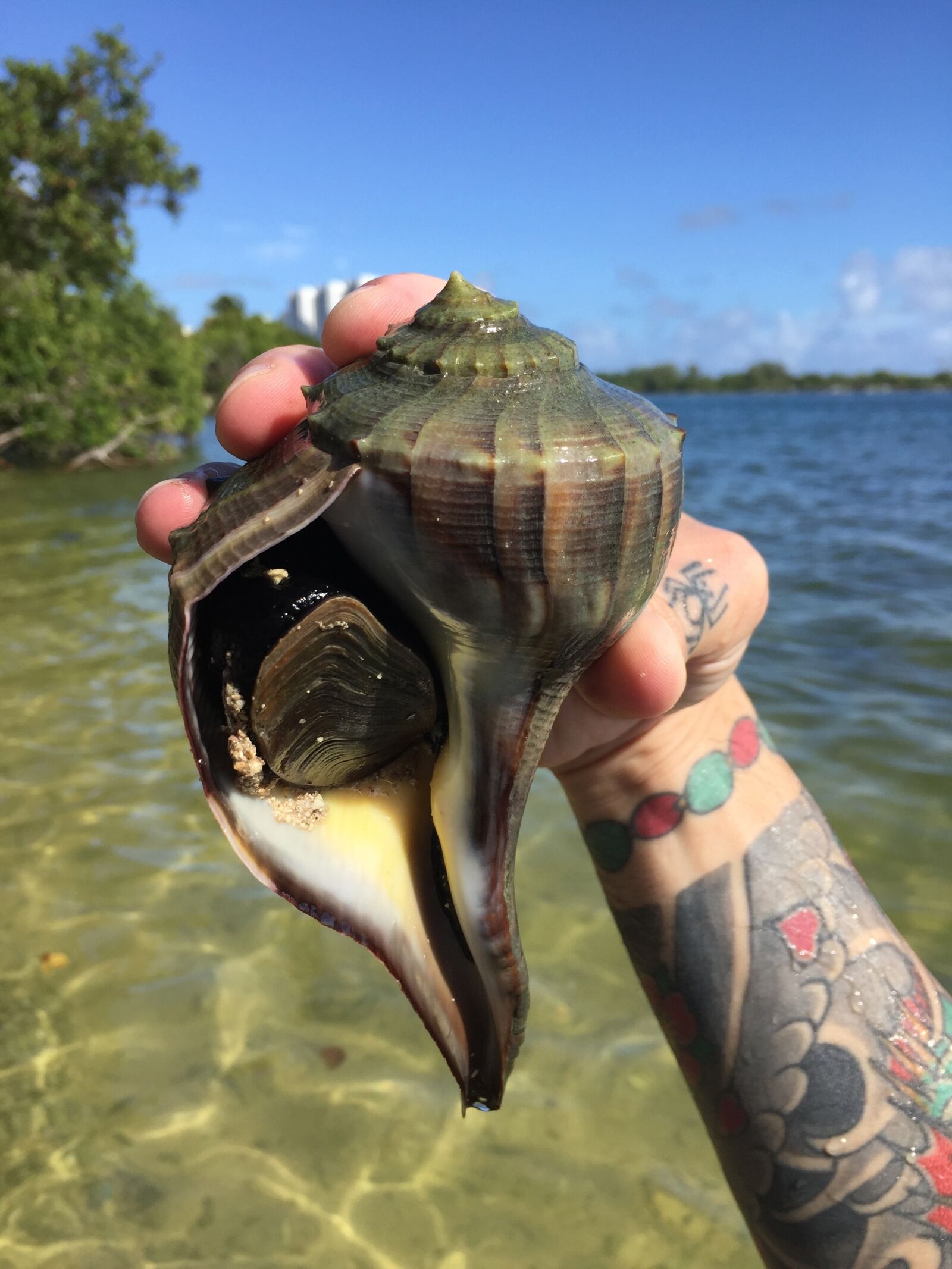 Apple iPhone 6 sample photo. Shells, beach, sand photography
