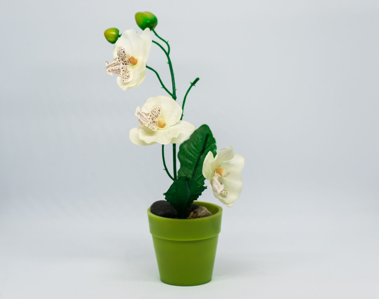 Nikon D5300 sample photo. Growth, flower, vase photography