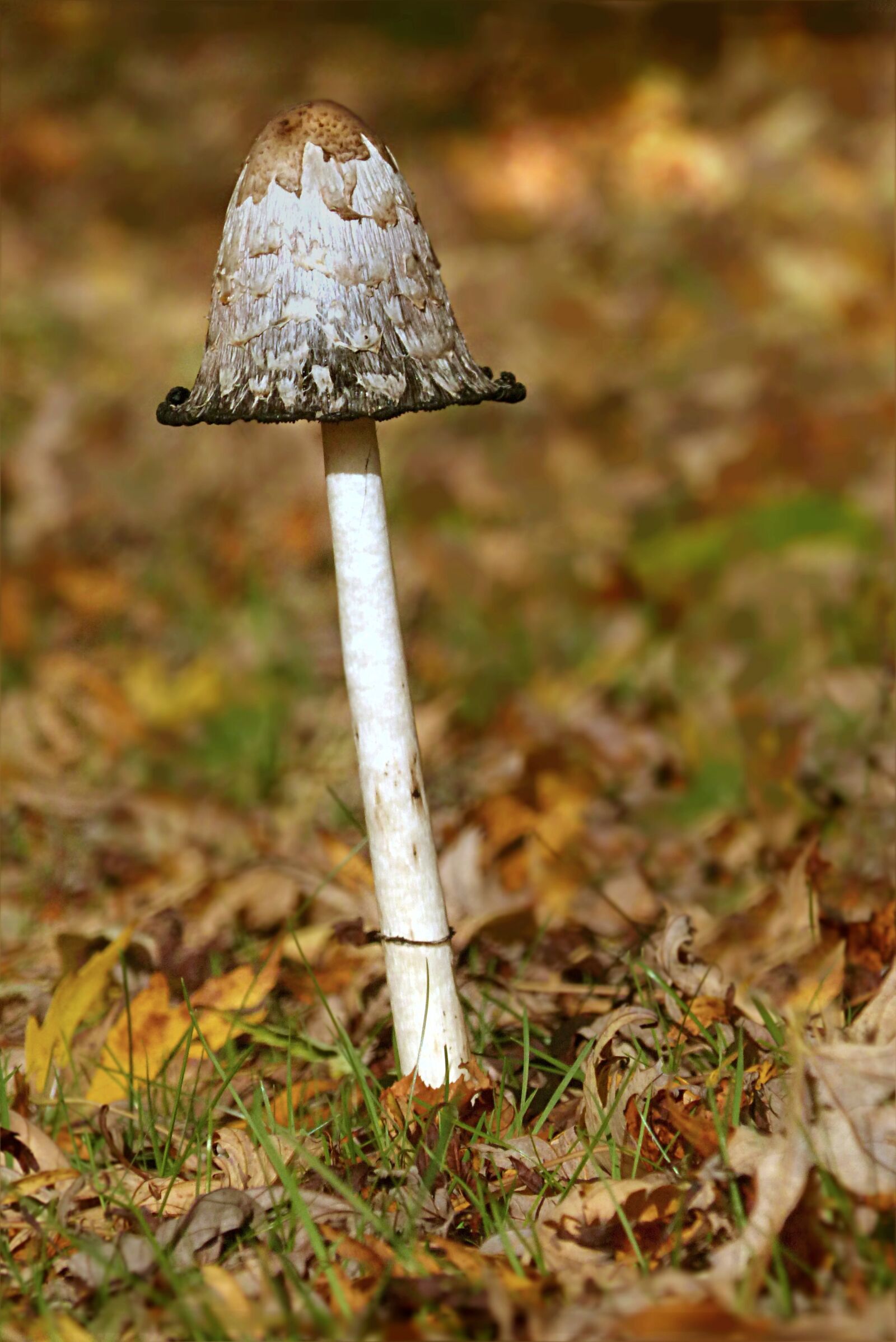 Panasonic Lumix DMC-FZ200 sample photo. Mushroom, schopf comatus, coprinus photography