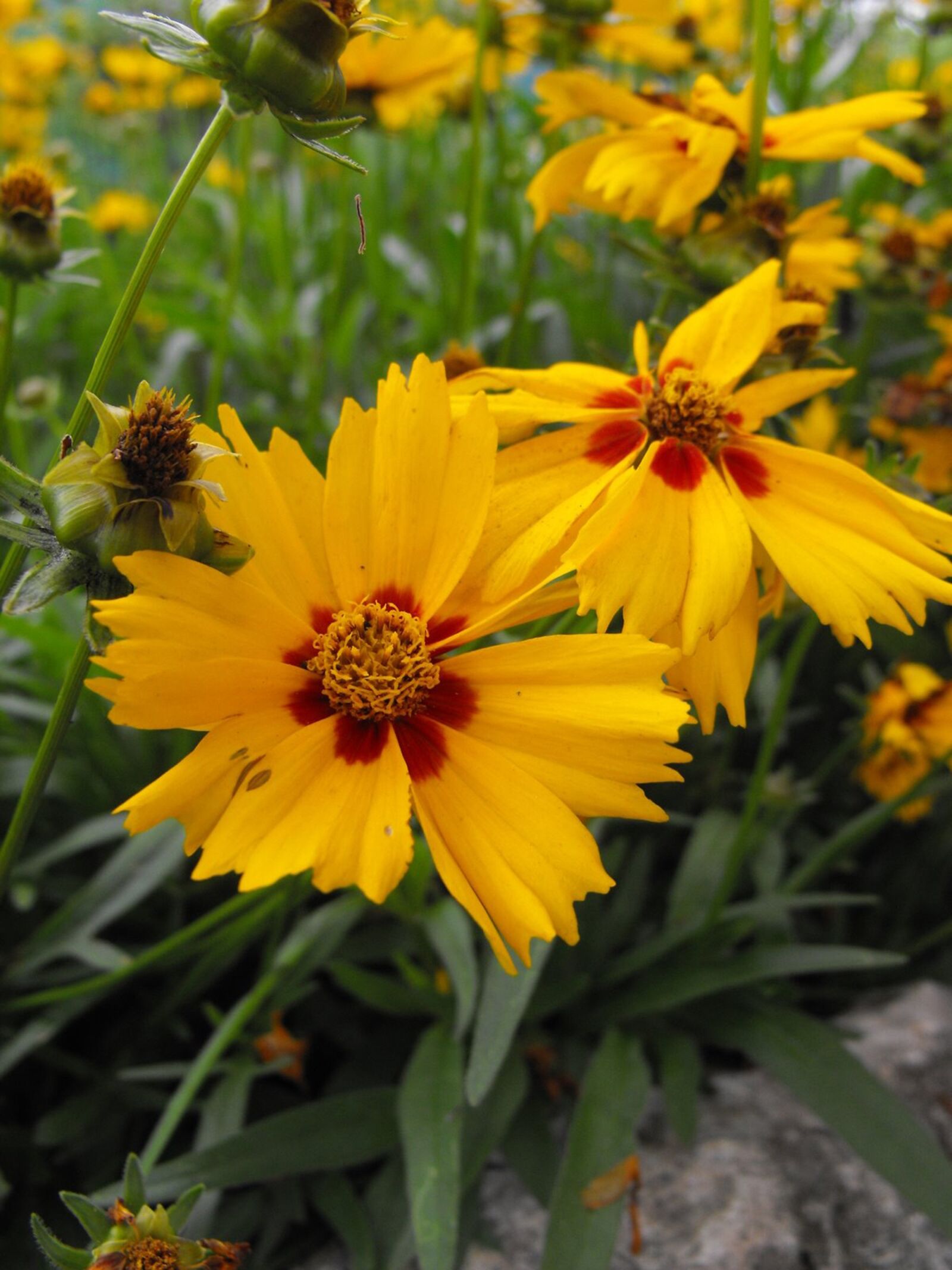 Fujifilm FinePix S1000fd sample photo. Flower, flowers, plants photography