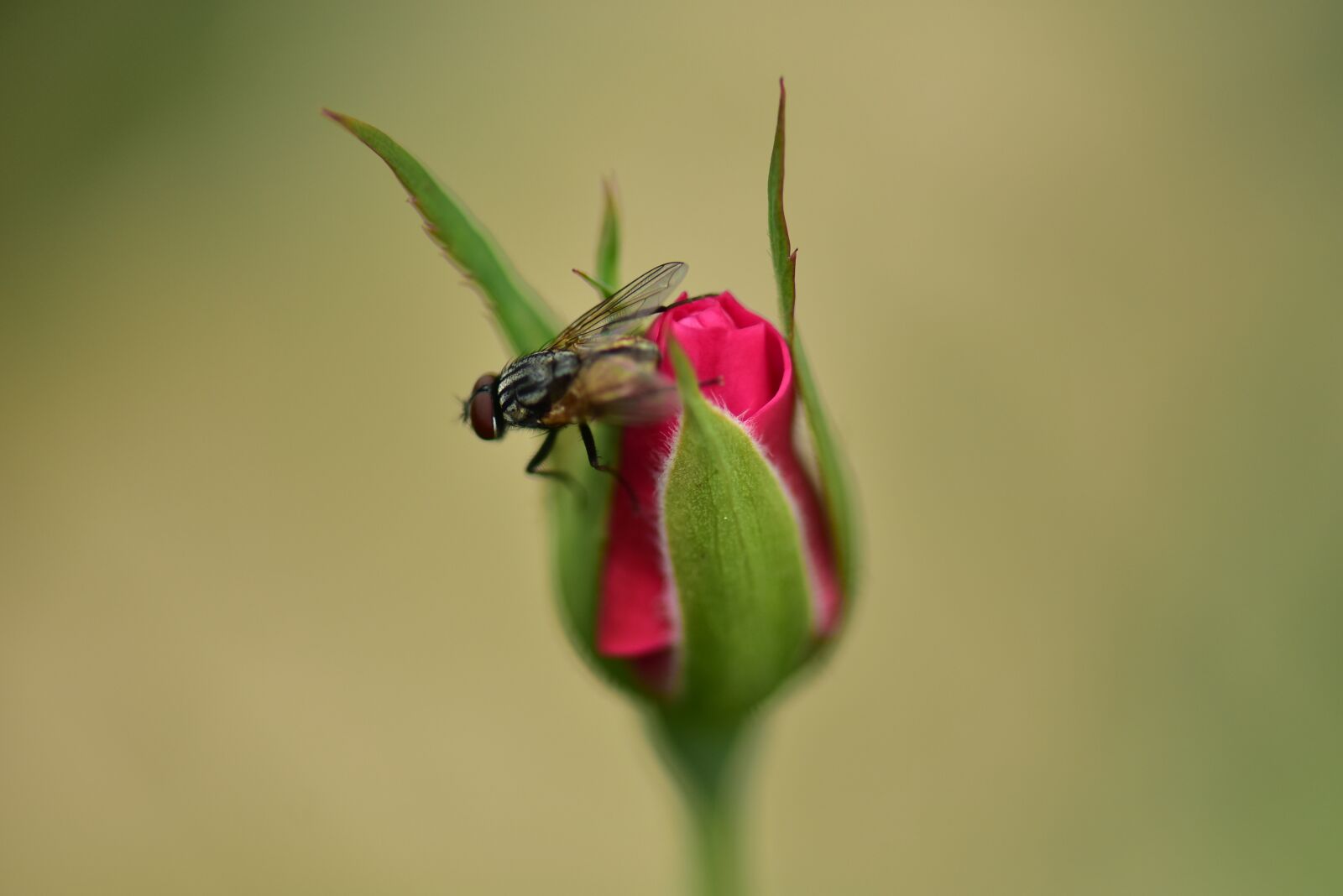 Nikon D3400 sample photo. Insect, nature, flower photography