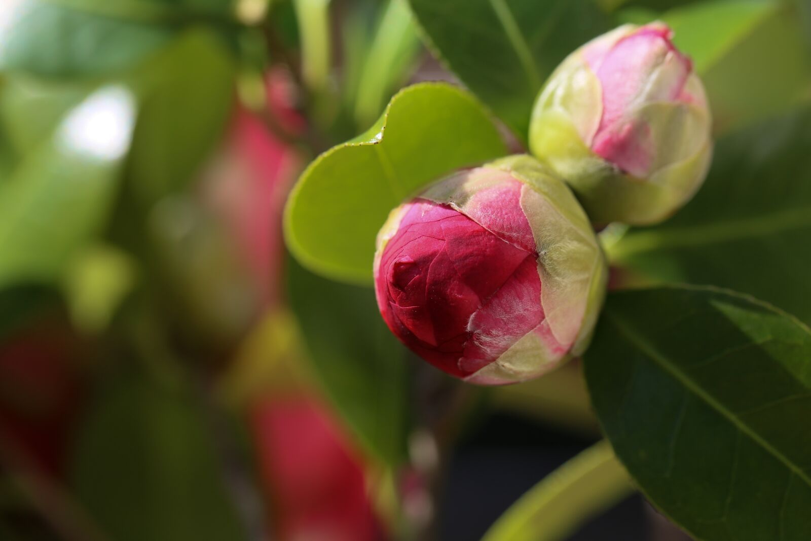 Canon EF 100mm F2.8L Macro IS USM sample photo. Camellias, bud, camellia photography