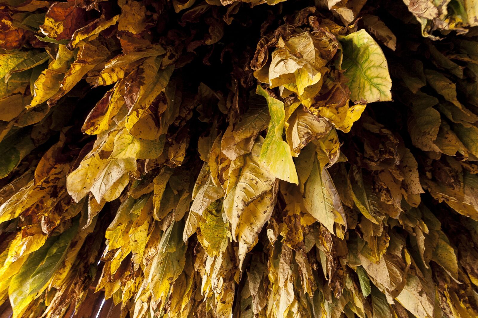 Canon EOS-1D Mark II sample photo. Burley, tobacco, mountains photography
