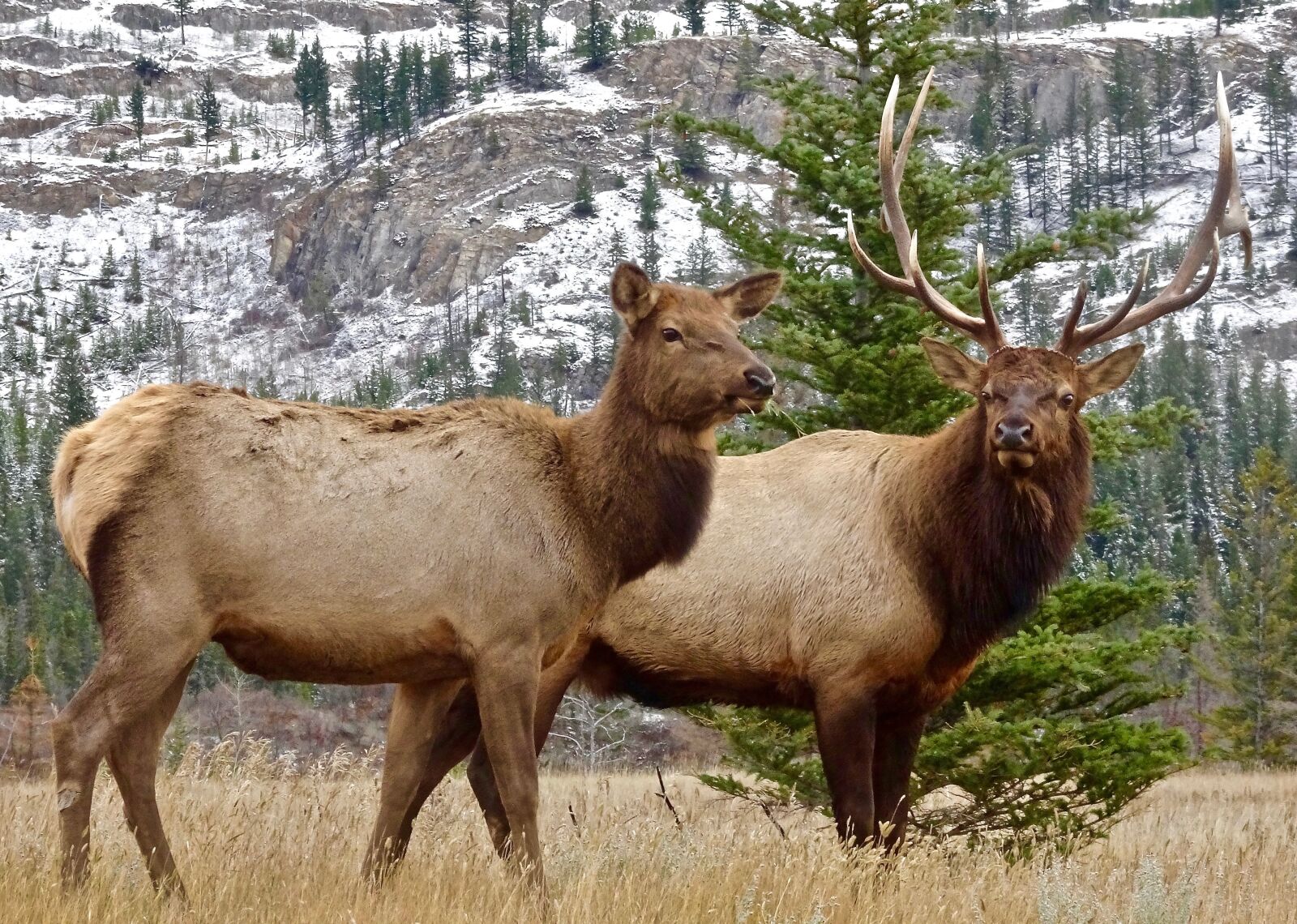 Sony Cyber-shot DSC-HX90V sample photo. Elk, antler, female photography