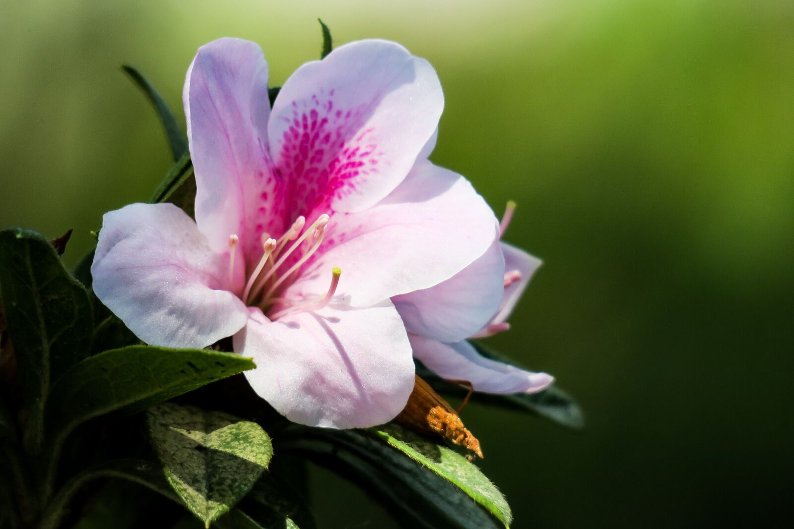 Canon PowerShot G3 X sample photo. Rhododendron, hong kong, the photography