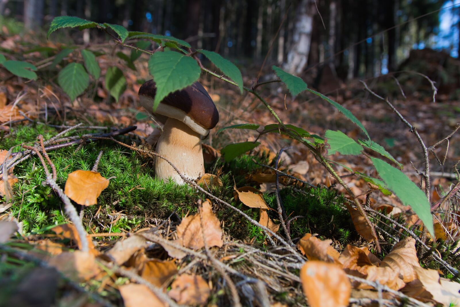 Nikon D7100 sample photo. Forest, mushrooms, mushroom photography