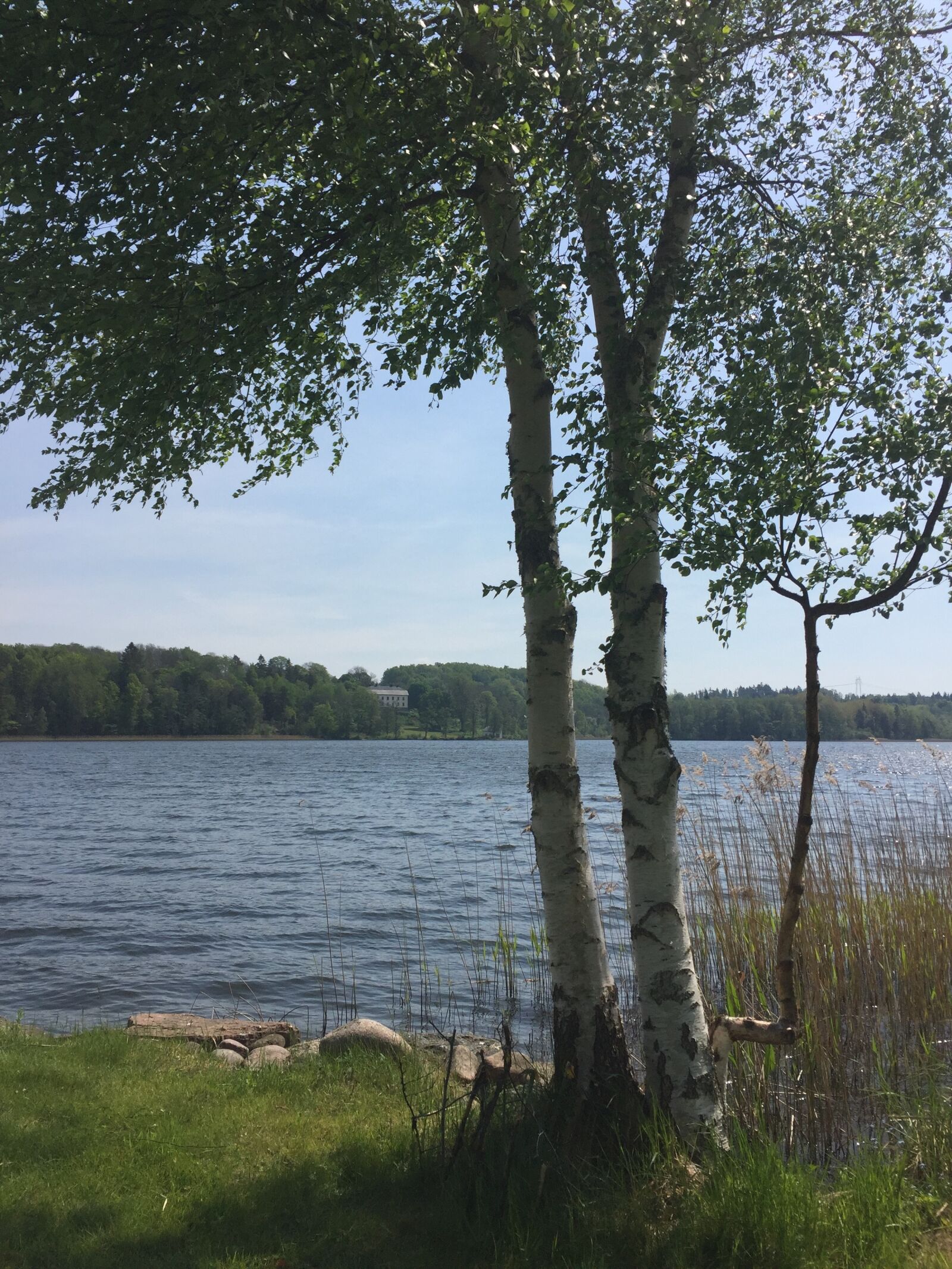 Apple iPhone 6 sample photo. Lake, birch trees, summer photography