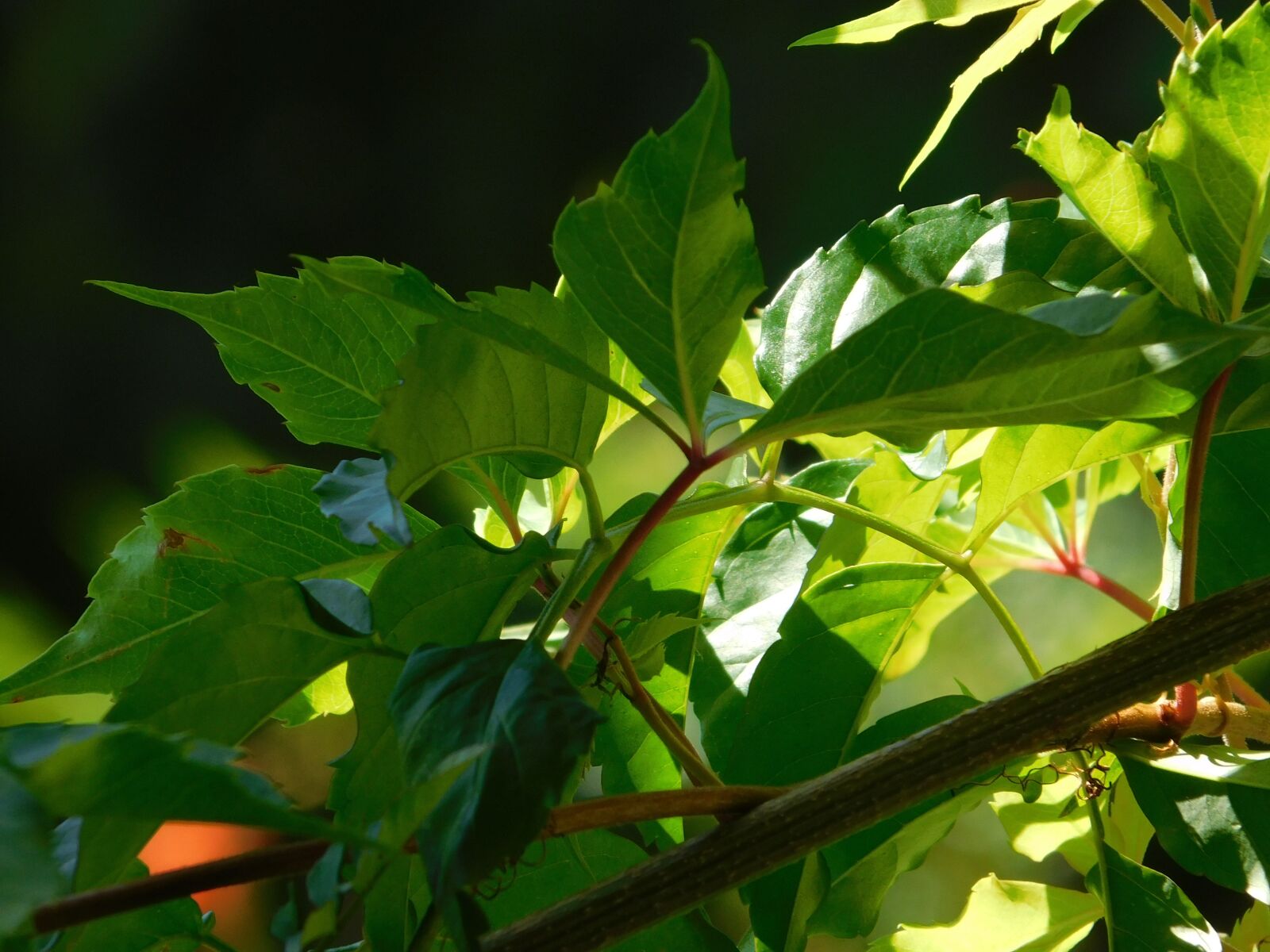 Nikon Coolpix B500 sample photo. Nature, plants, light photography