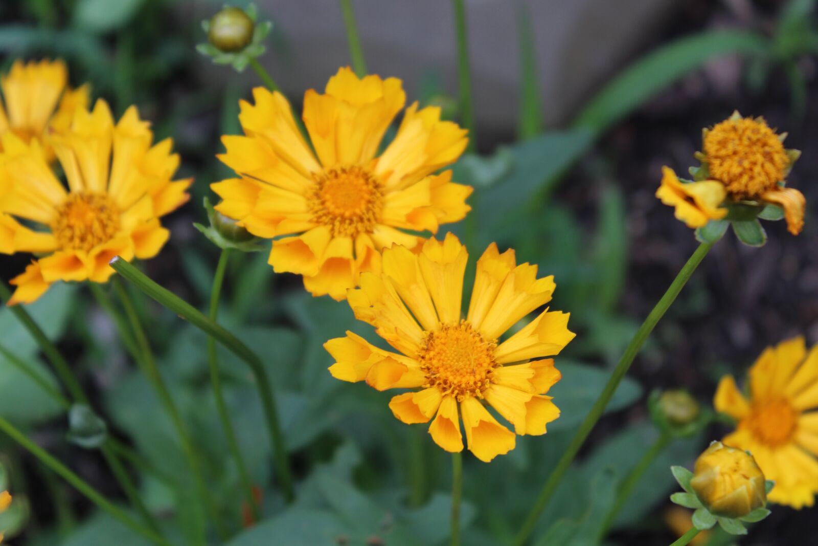 Canon EOS 1200D (EOS Rebel T5 / EOS Kiss X70 / EOS Hi) sample photo. Yellow flowers, flowers, petals photography