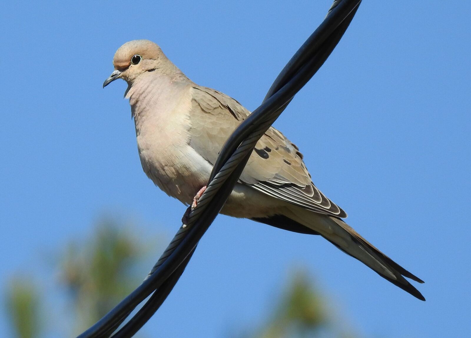 Nikon Coolpix P900 sample photo. Mourning dove, zenaida macroura photography