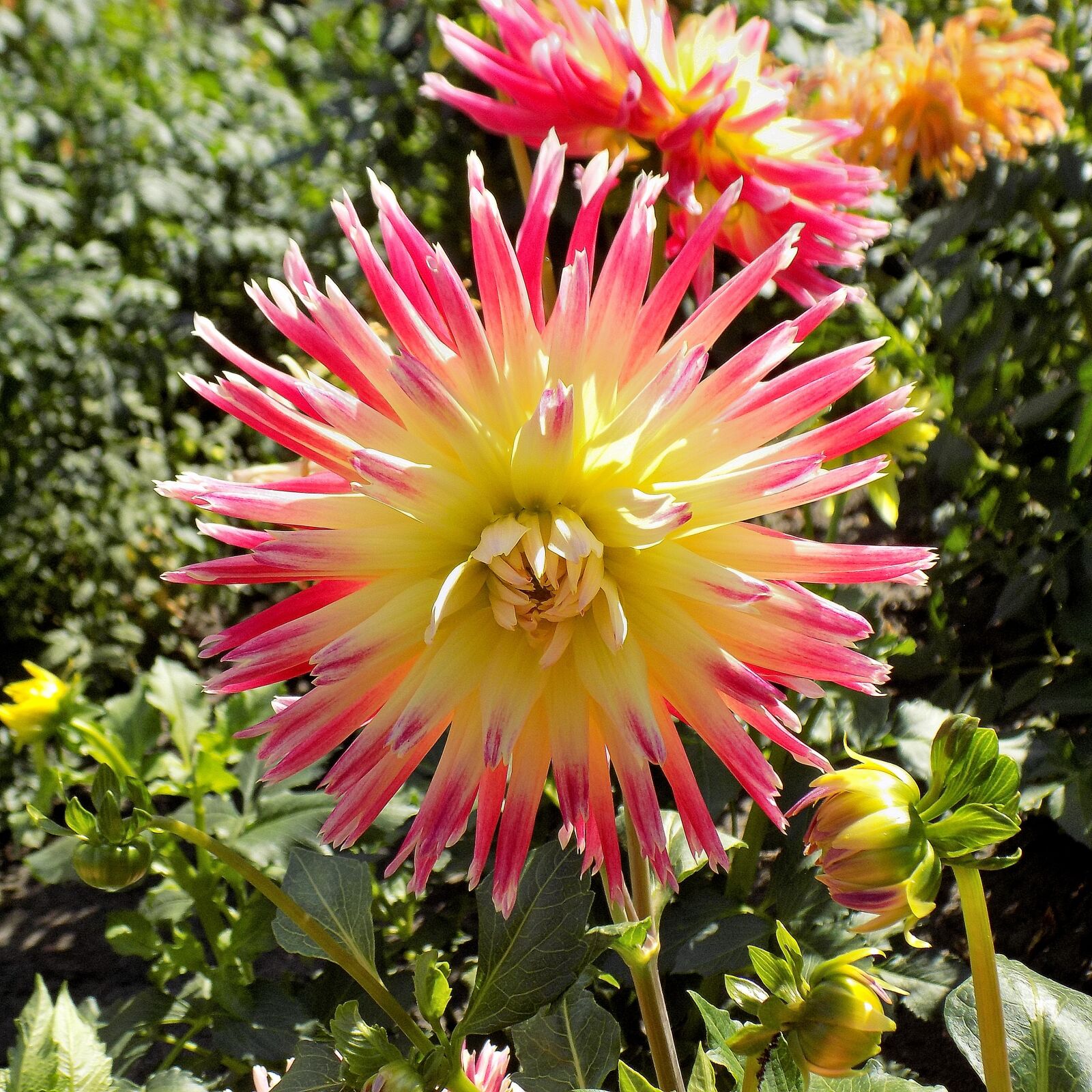 Nikon COOLPIX L330 sample photo. Dahlia, flower, nature photography