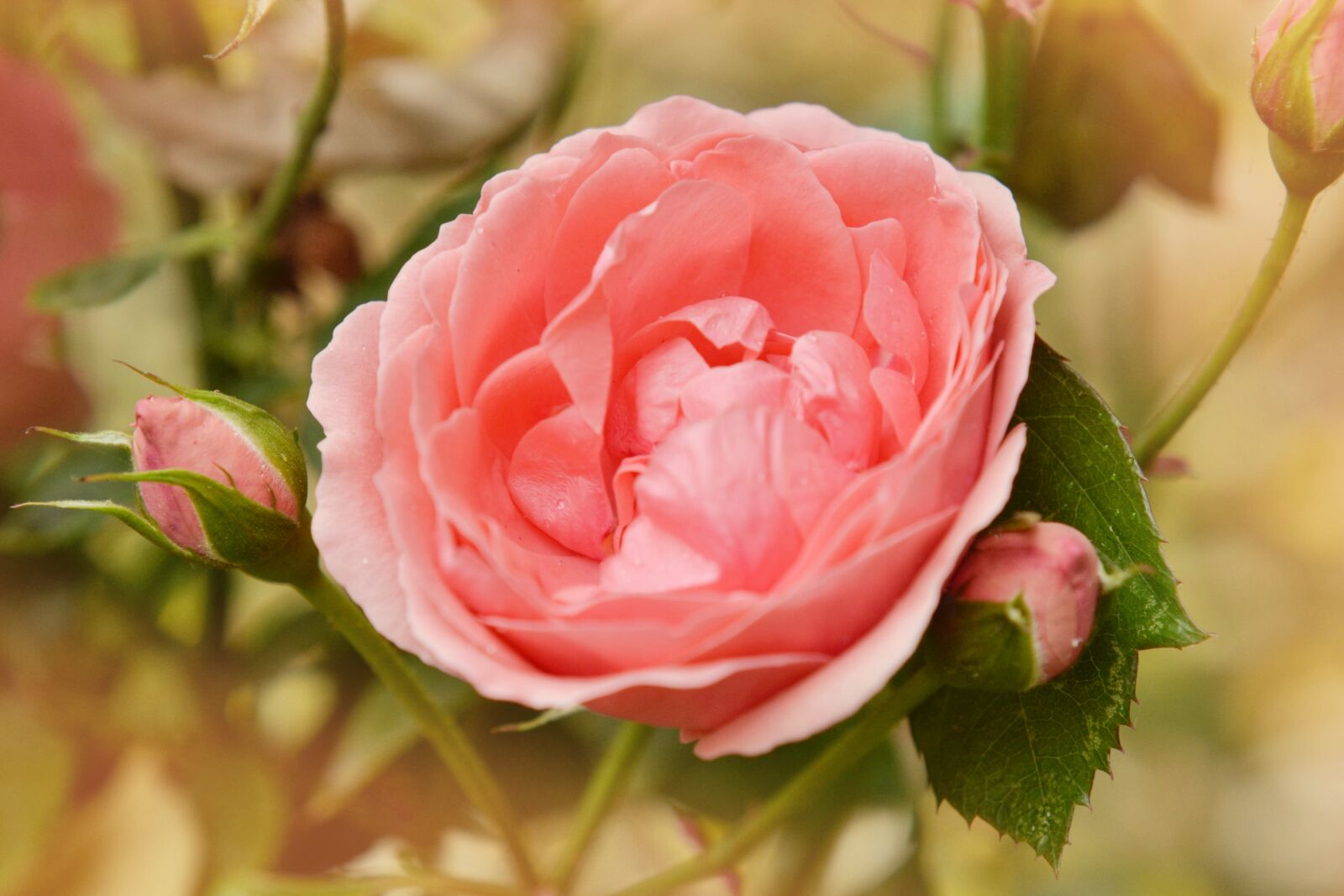 Nikon D7000 sample photo. Rose, nature, flowers photography