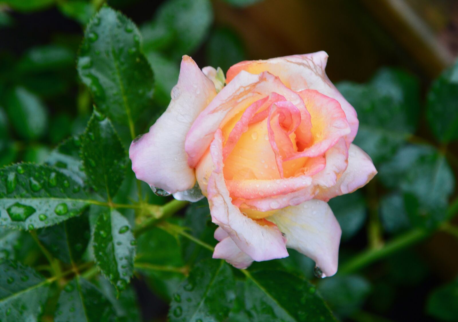 Nikon D5200 sample photo. Pink, rosebush, pink yellow photography