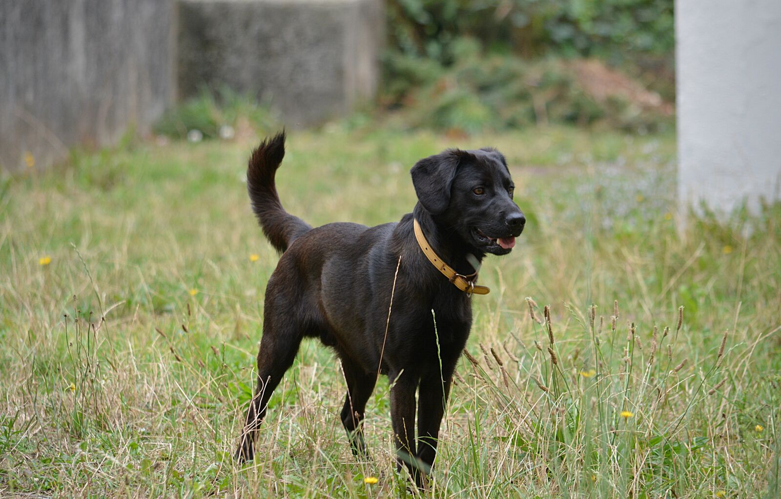 Nikon D5200 sample photo. Dog, labrador, animal photography
