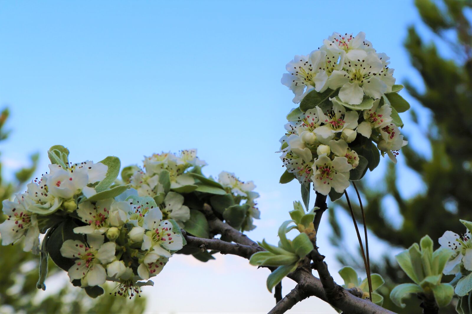 Canon EOS 5D Mark III sample photo. Flower, branch, spring photography