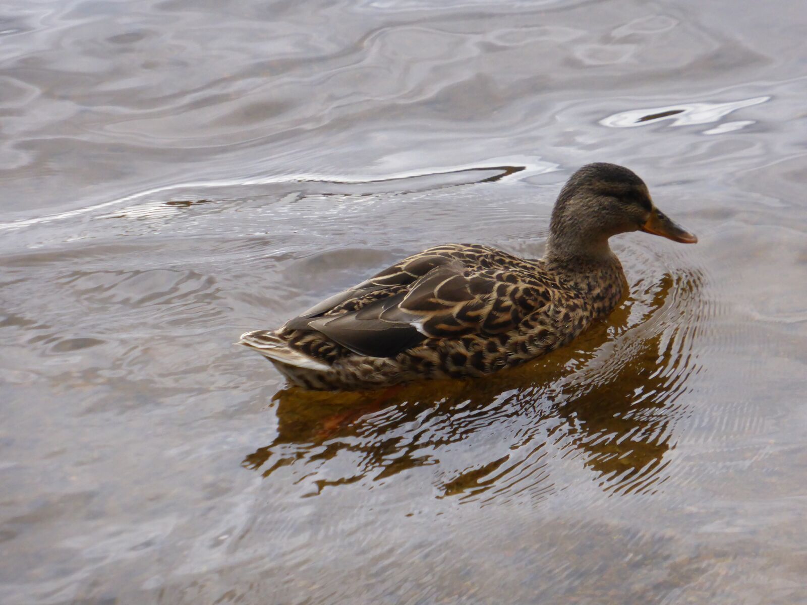 Panasonic DMC-TZ41 sample photo. Mallard, birds, bird photography