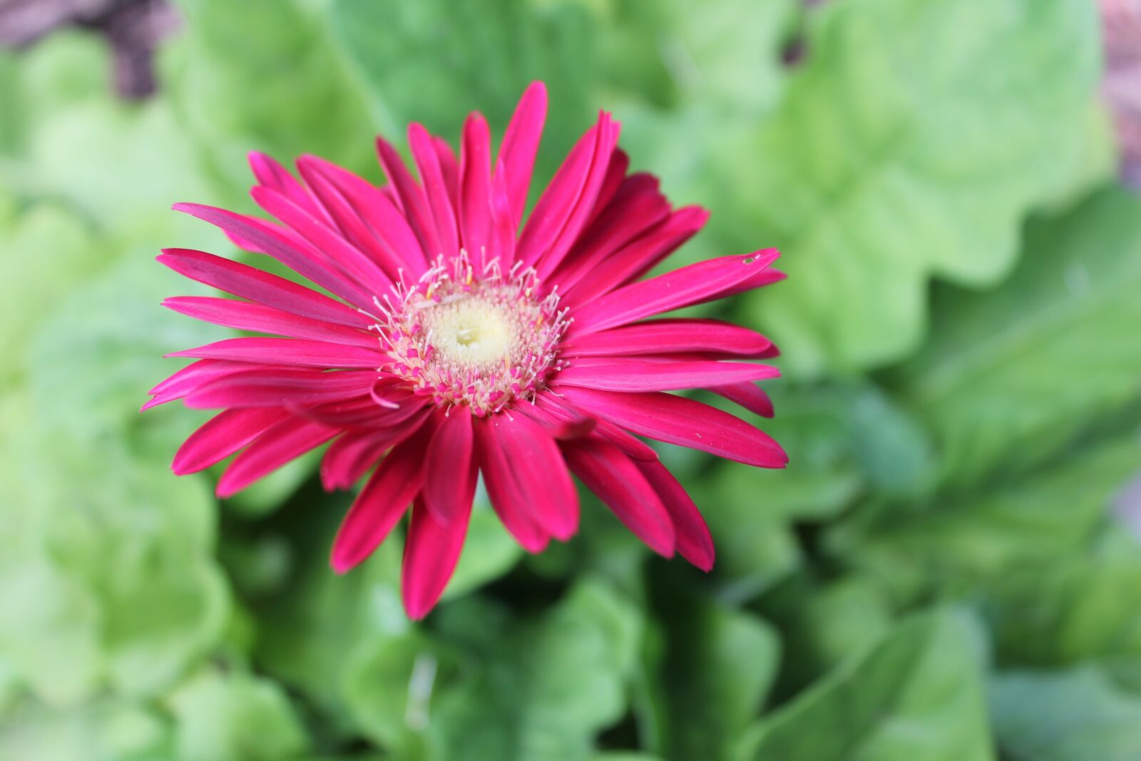 Canon EOS 1100D (EOS Rebel T3 / EOS Kiss X50) sample photo. Bloom, blooming, blossom, botany photography