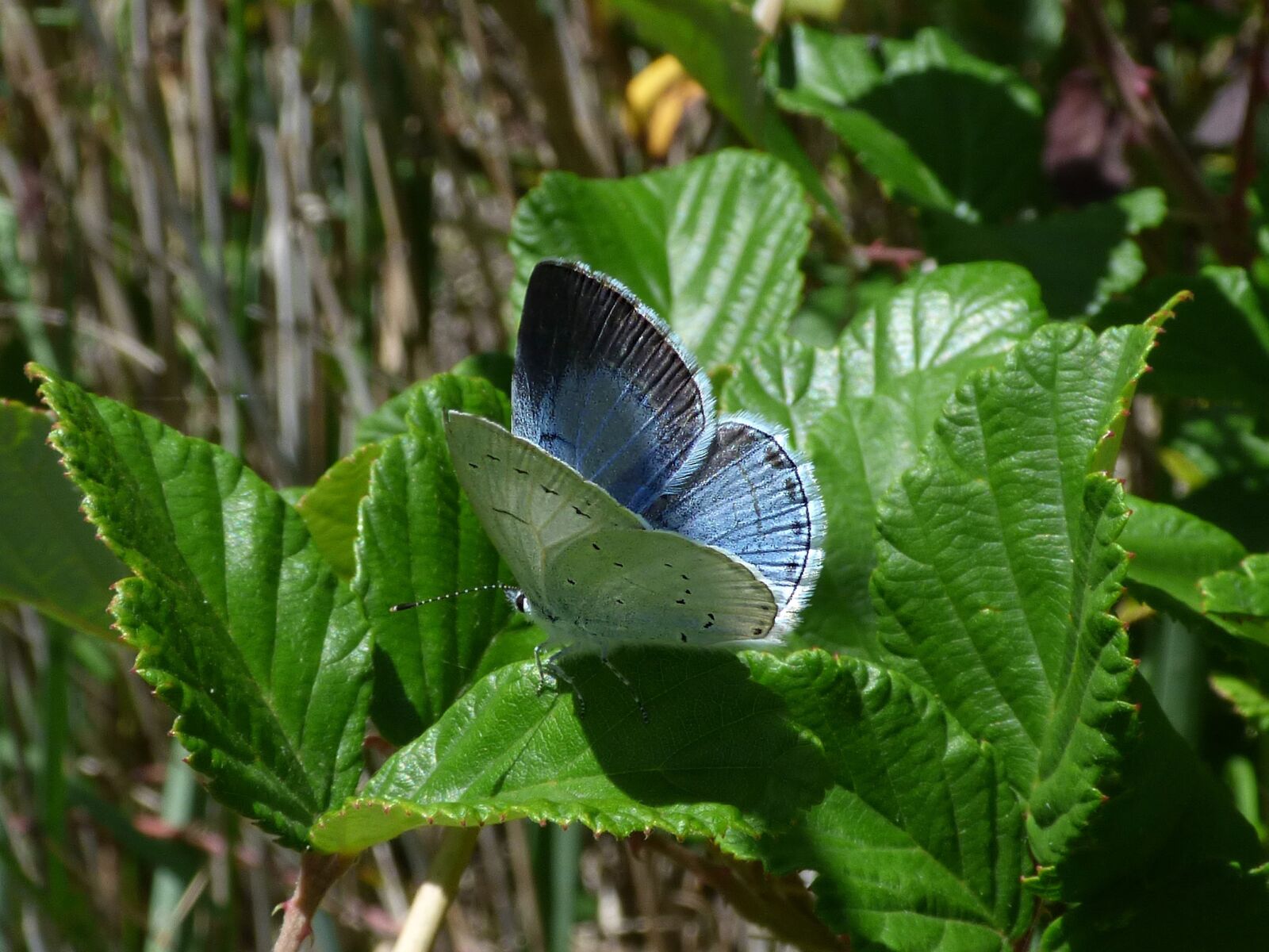 Panasonic Lumix DMC-FZ70 sample photo. Blue butterfly, celastrina argiolus photography