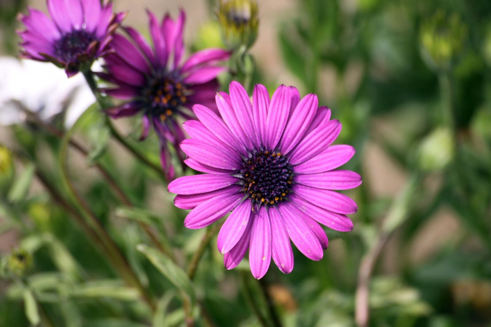 Canon EOS 50D sample photo. Purple flowers, flowers, nature photography
