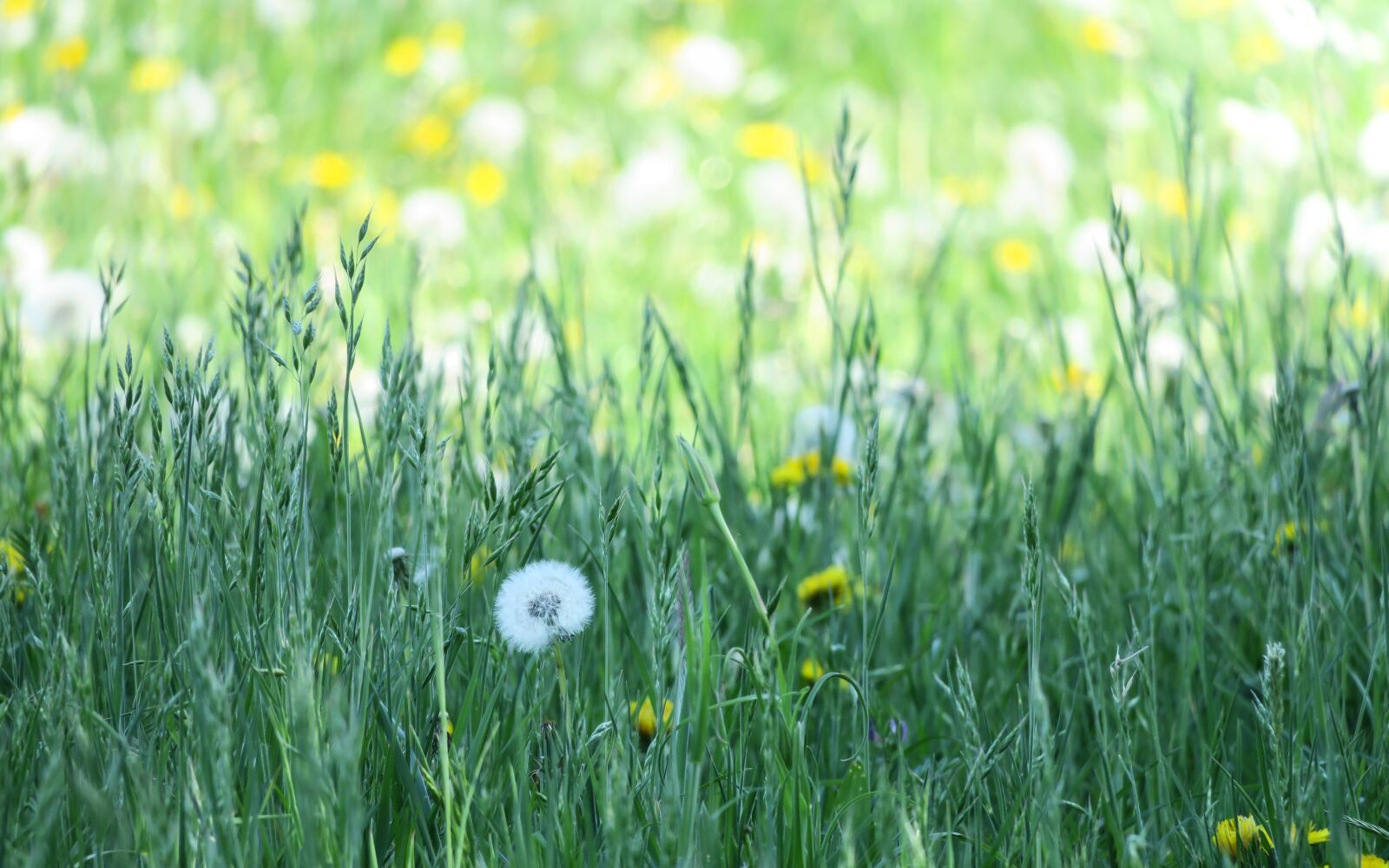Canon PowerShot G3 X sample photo. Dandelion, flower meadow, meadow photography