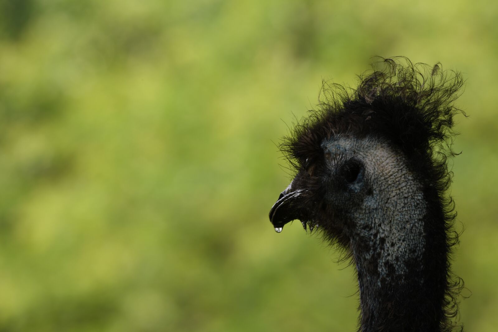 Nikon D850 sample photo. Emu, bird, zoo photography