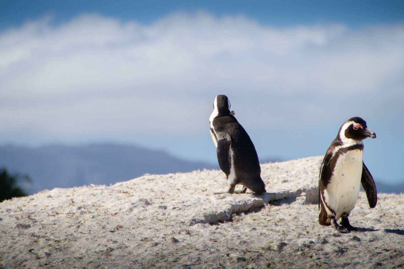 Canon EOS 7D sample photo. Penguins, south africa, cape photography