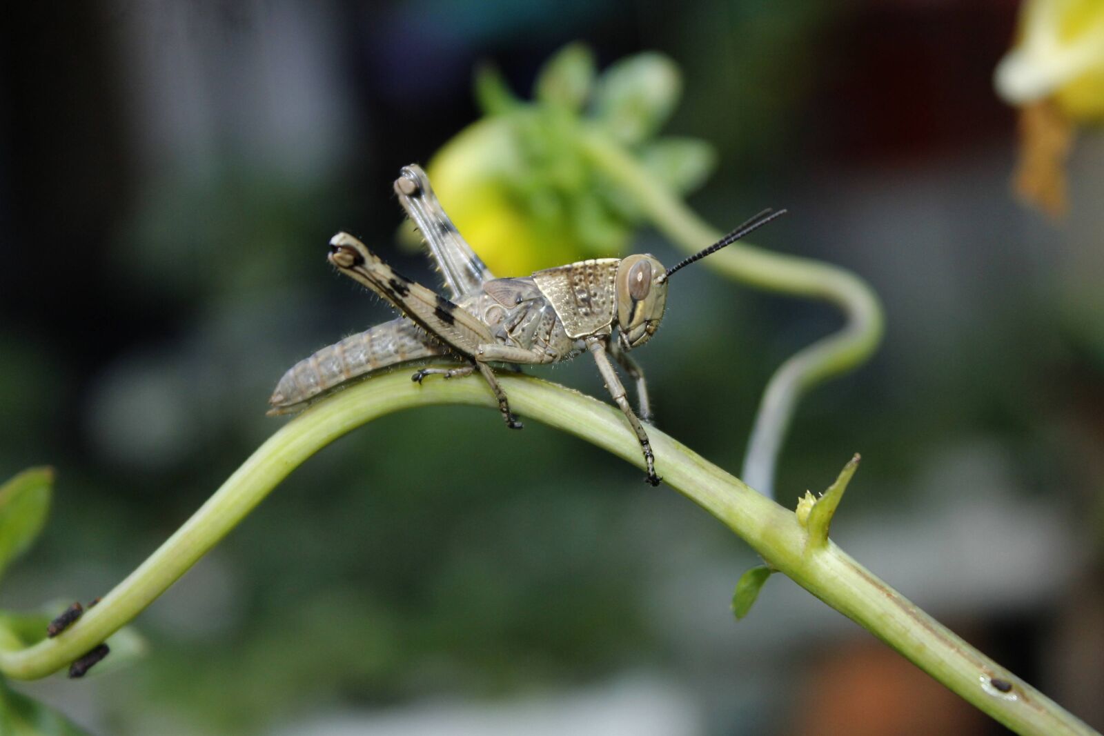 Canon EOS 1100D (EOS Rebel T3 / EOS Kiss X50) sample photo. Grasshopper, insect, animal photography