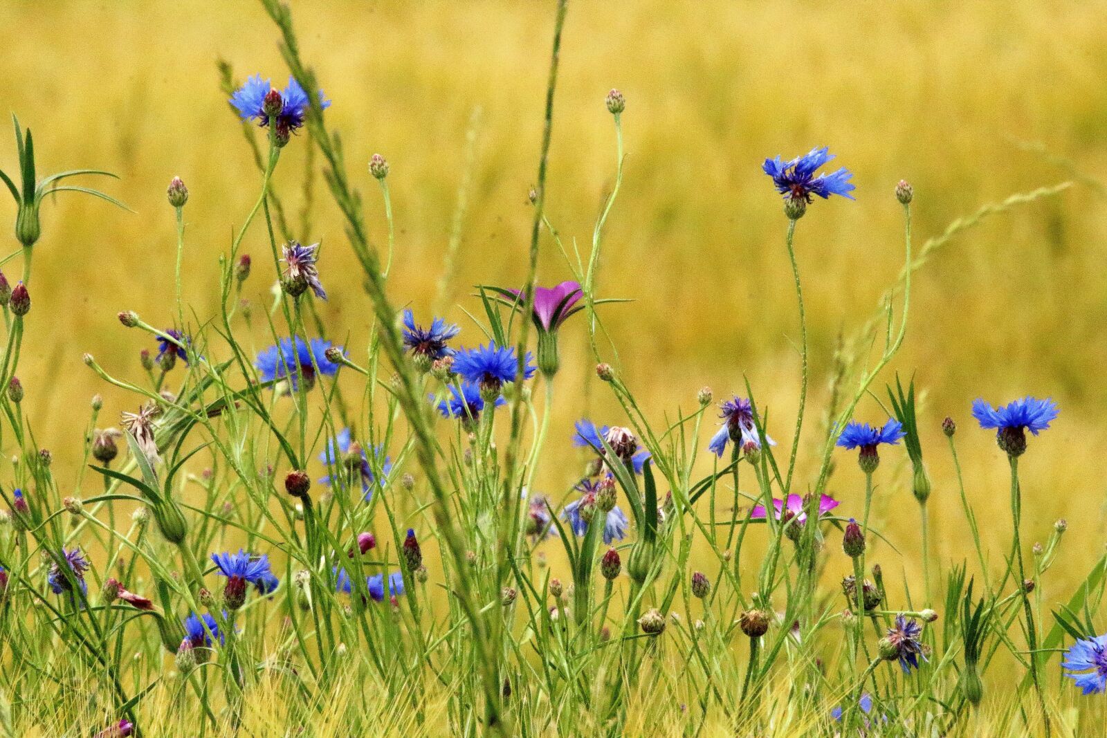 Tamron SP 150-600mm F5-6.3 Di VC USD sample photo. Cornflowers, blue, ears of photography