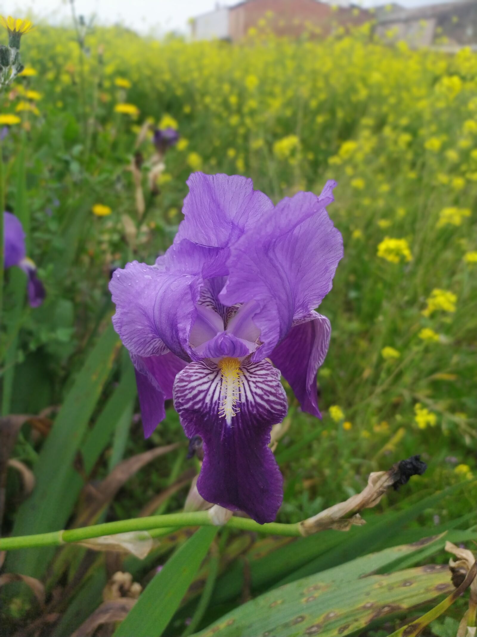 Xiaomi Redmi Note 7 sample photo. Flower, violet, field photography