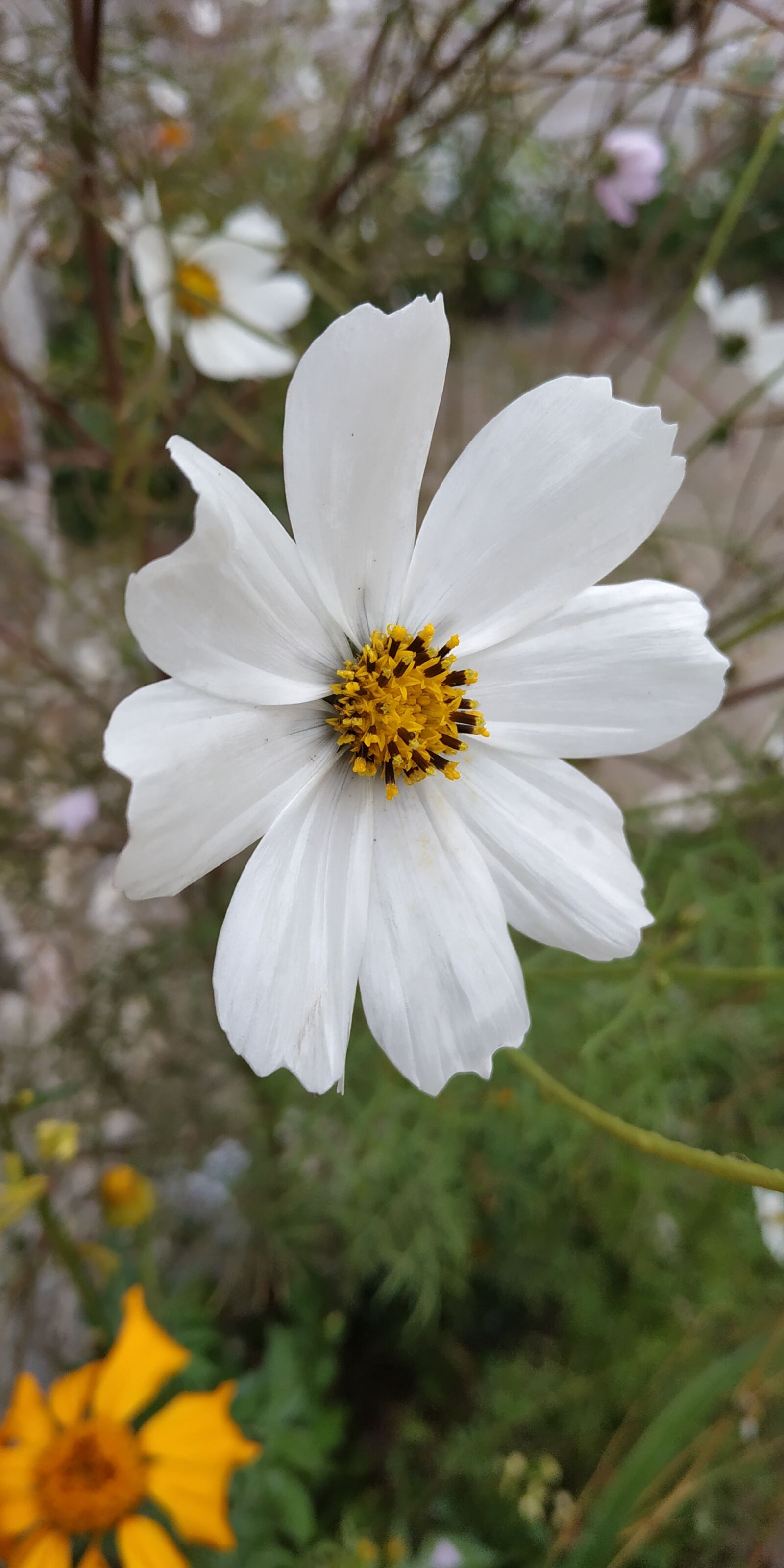Xiaomi Redmi Note 5 sample photo. Flower, color, spring photography