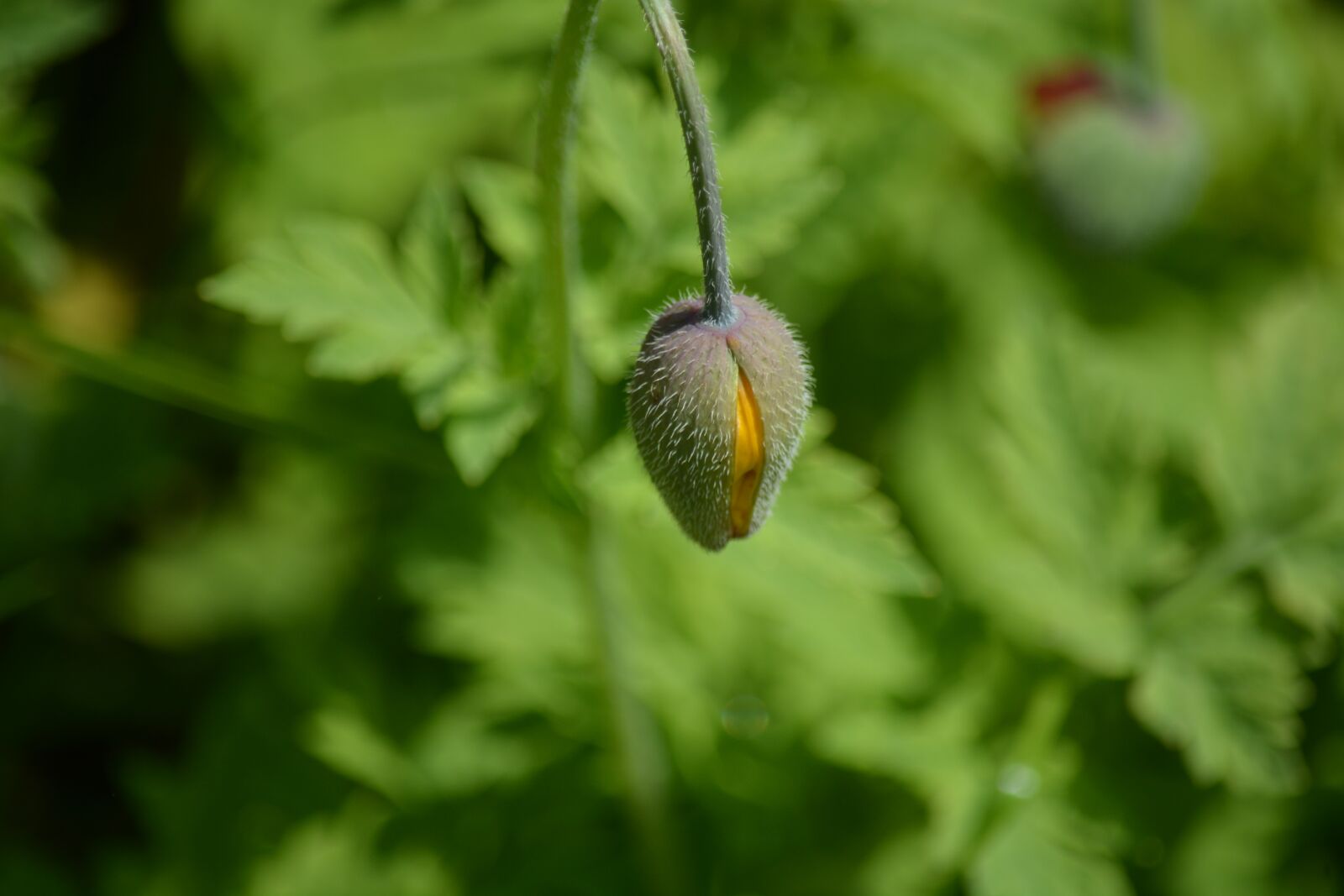 Nikon D7100 sample photo. Nature, plant, poppy photography