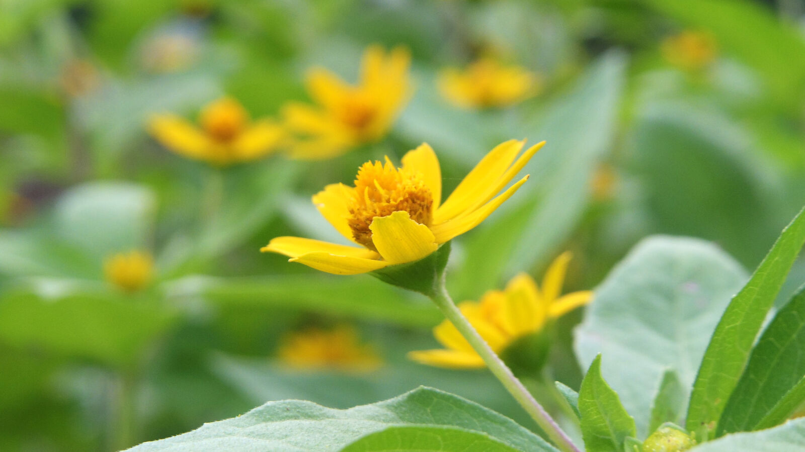 Pentax Q10 sample photo. Flower photography