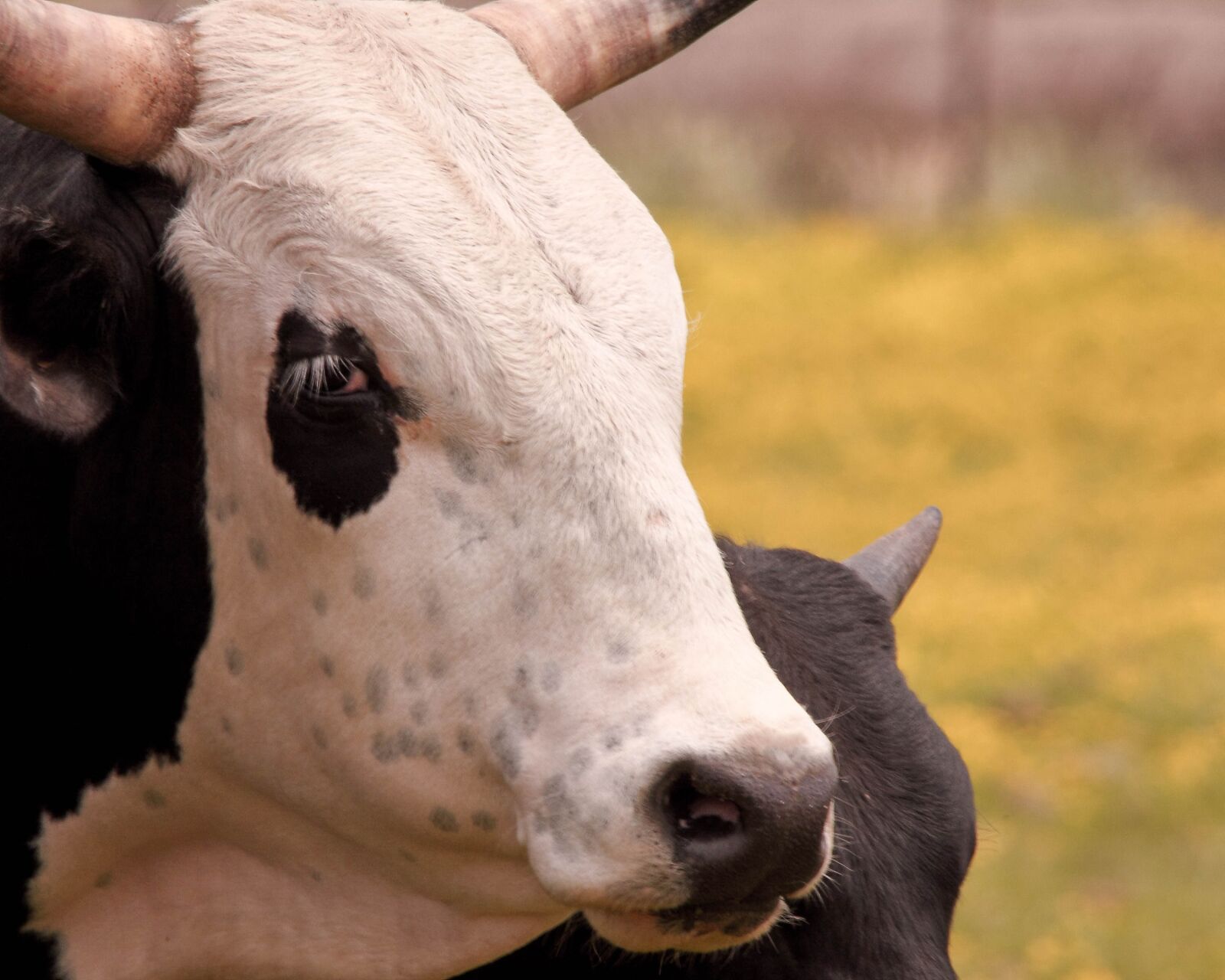 Canon EOS 50D sample photo. Cow, calf, grazing photography