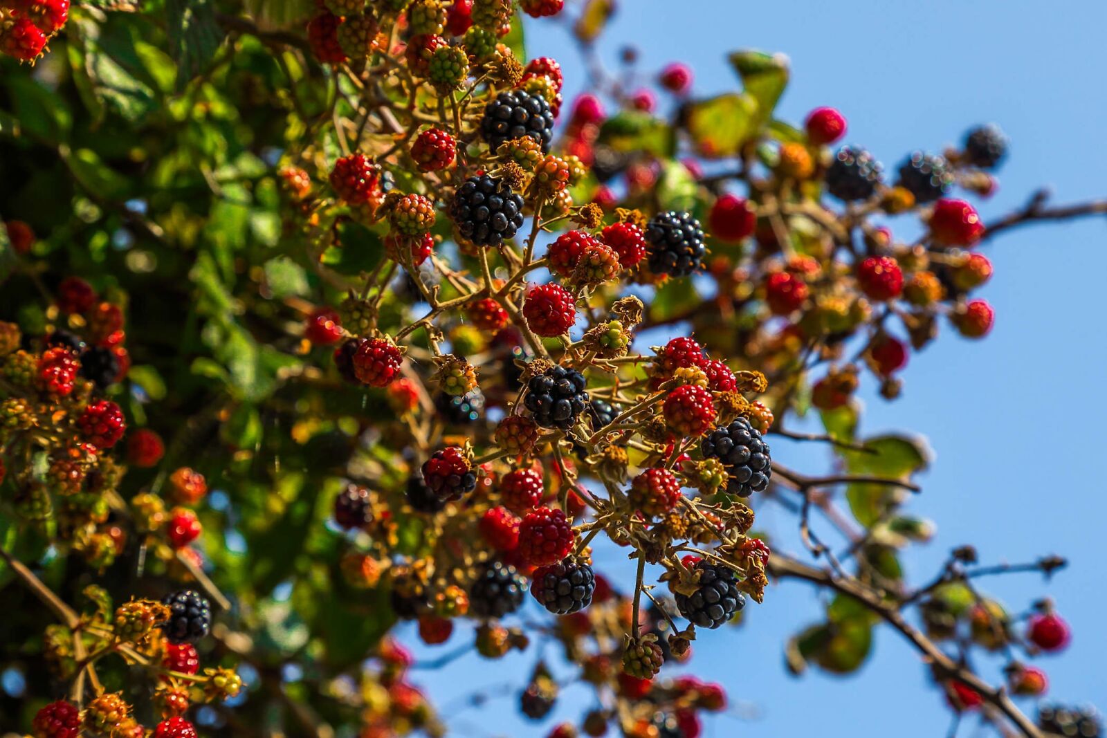 Canon EOS 5D Mark IV sample photo. Blackberries, fruit, nature photography