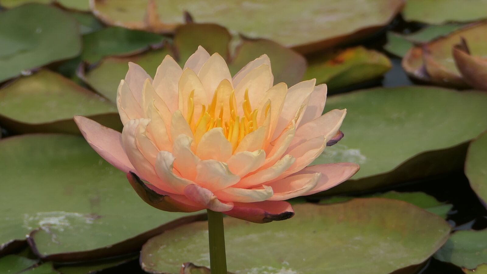 Panasonic DC-FZ10002 sample photo. White, pond, lily photography