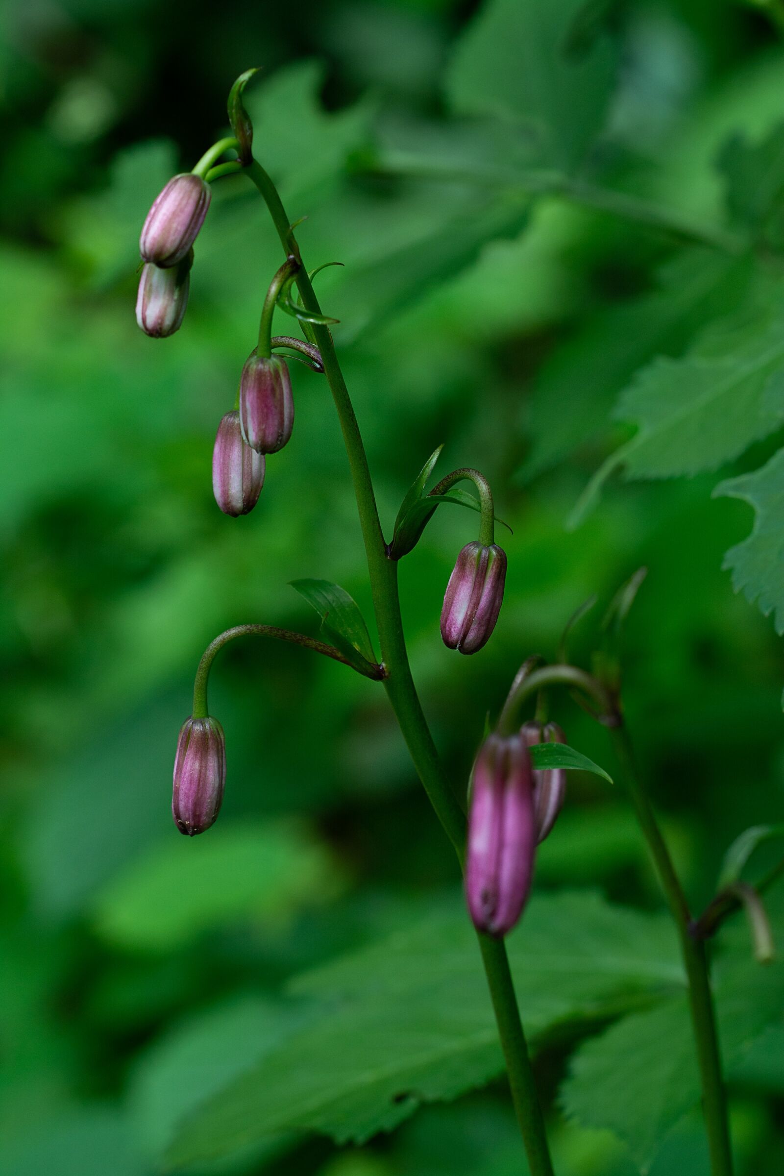 Nikon D7100 sample photo. Turk's cap lily, flower photography