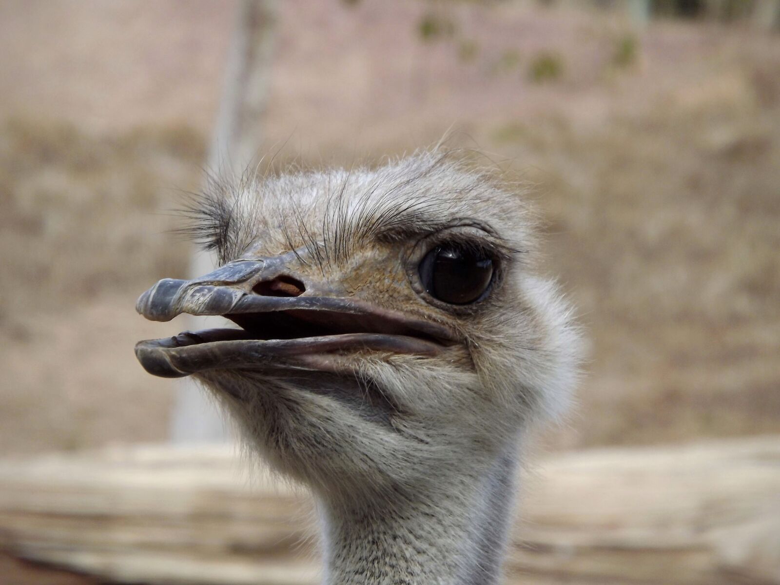 FujiFilm FinePix S4000 (FinePix S4050) sample photo. Ostrich, ave, face photography