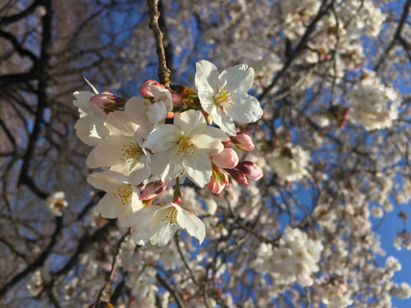 Apple iPhone 6 sample photo. Sakura, spring, japan photography