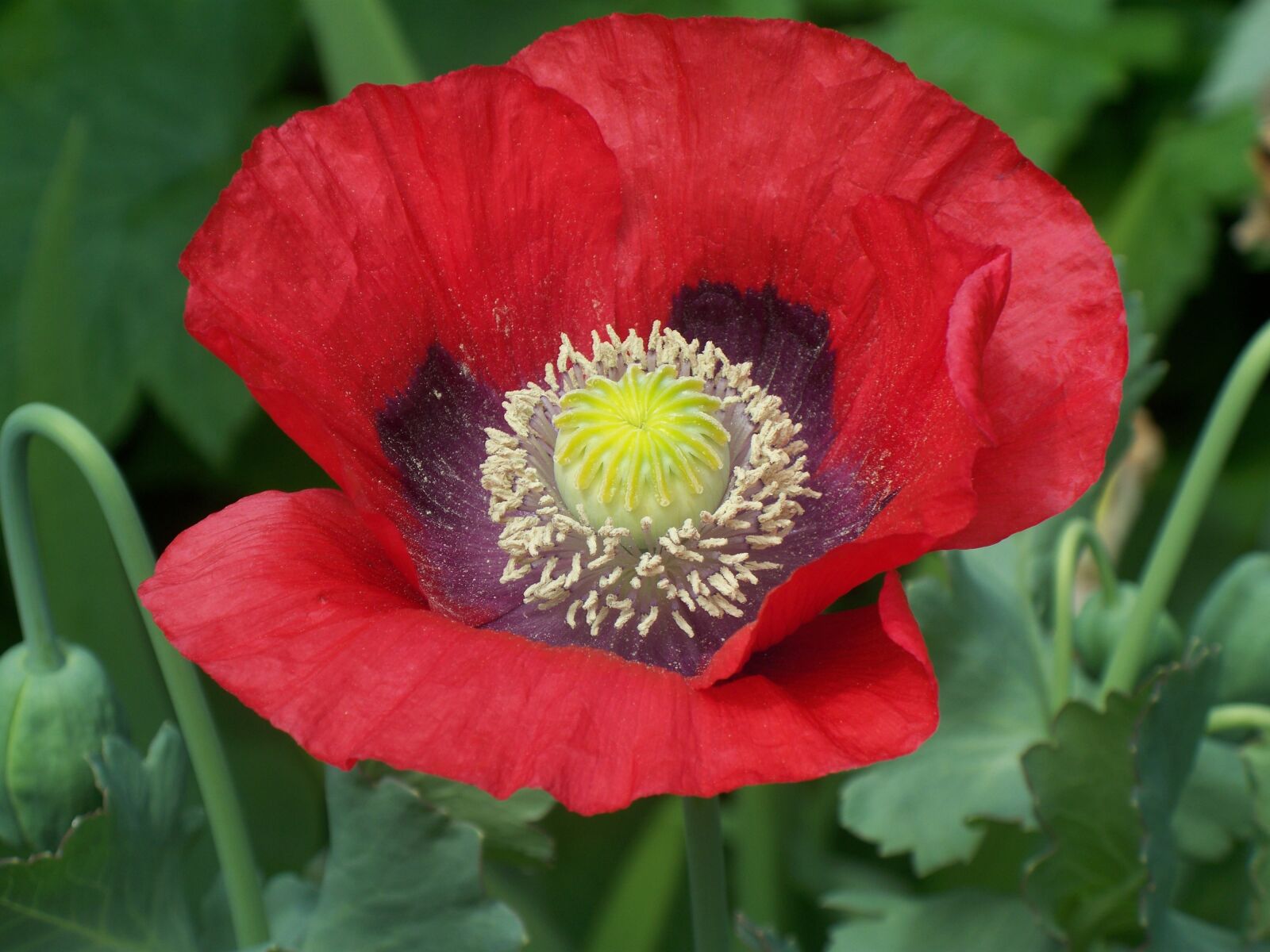 Kodak Z1275 ZOOM DIGITAL CAMERA sample photo. Poppy, flower, garden photography