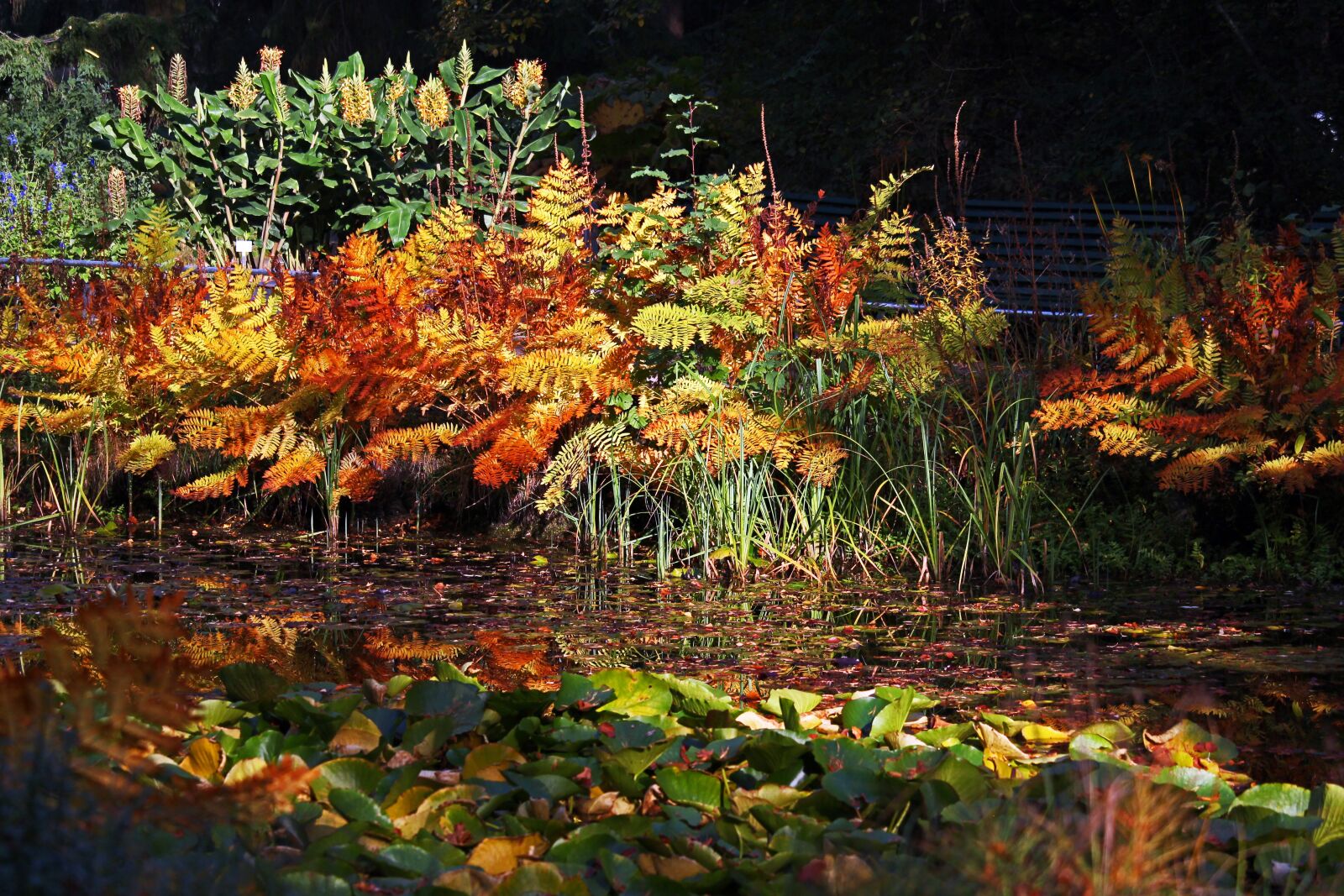 Canon EF-S 55-250mm F4-5.6 IS STM sample photo. Arboretum, autumn, lake photography