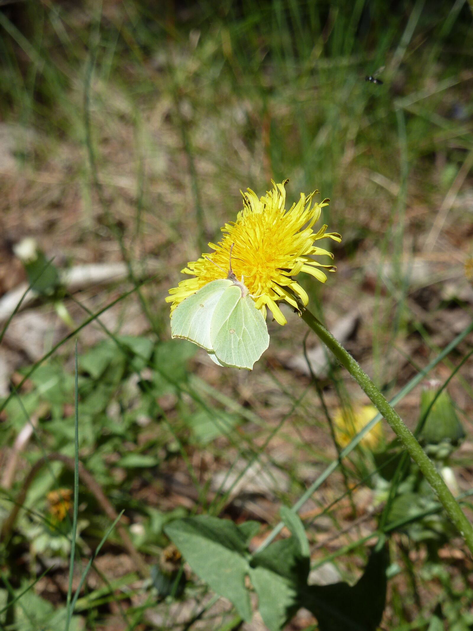 Panasonic Lumix DMC-ZS7 (Lumix DMC-TZ10) sample photo. Dandelion, gonepteryx rhamni, butterfly photography