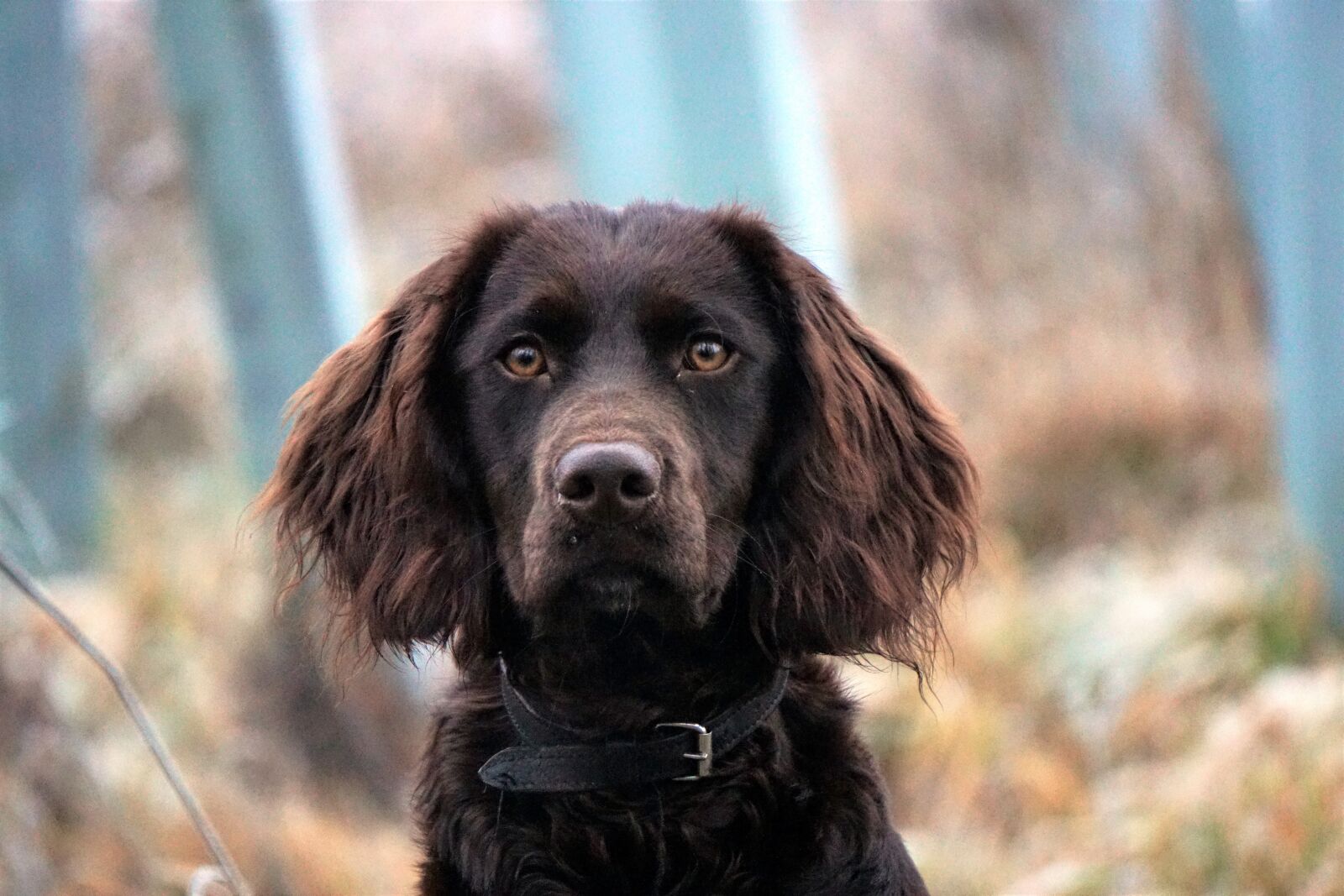Sony E 55-210mm F4.5-6.3 OSS sample photo. German quail dog, hunting photography