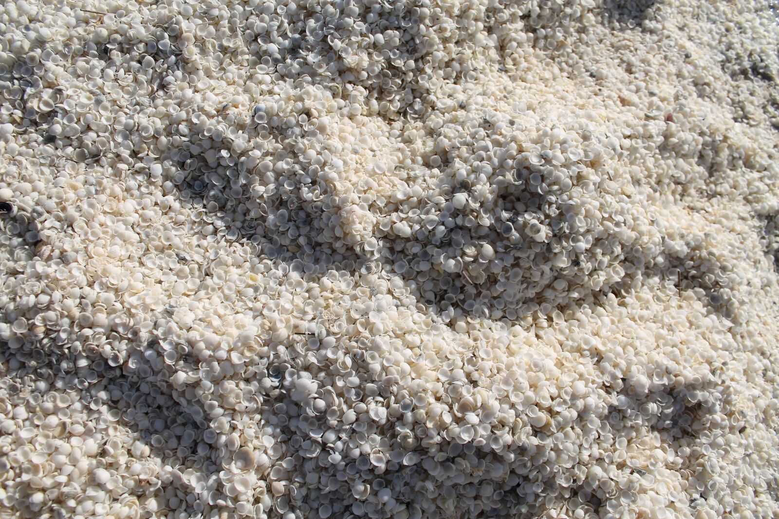 Canon EOS 1100D (EOS Rebel T3 / EOS Kiss X50) sample photo. Shells, shark bay, beach photography