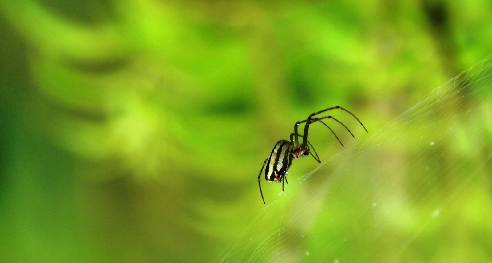 Nikon Coolpix B700 sample photo. Spider, nature, insect photography