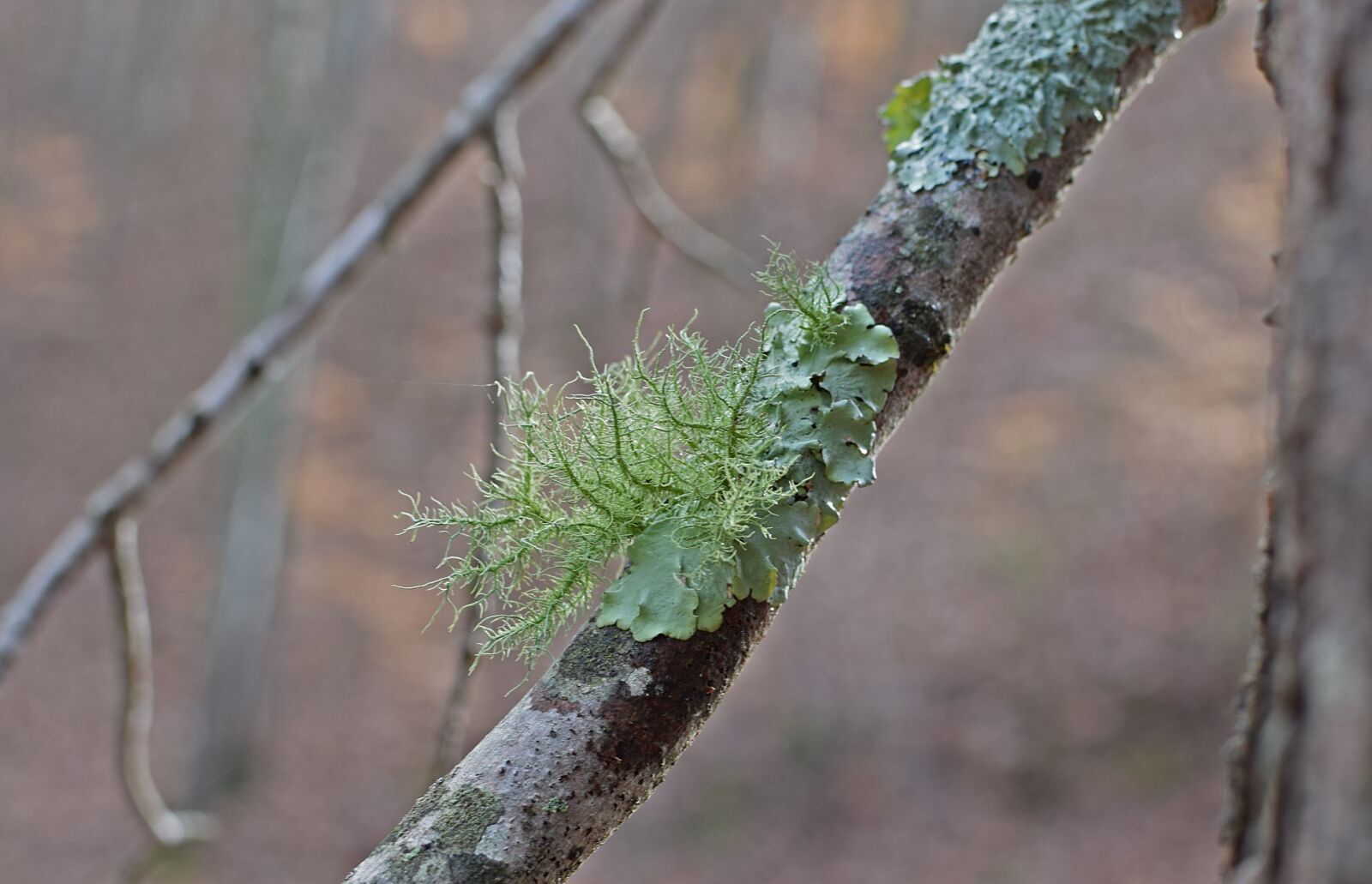 Nikon D3300 sample photo. Lichens on fallen branch photography