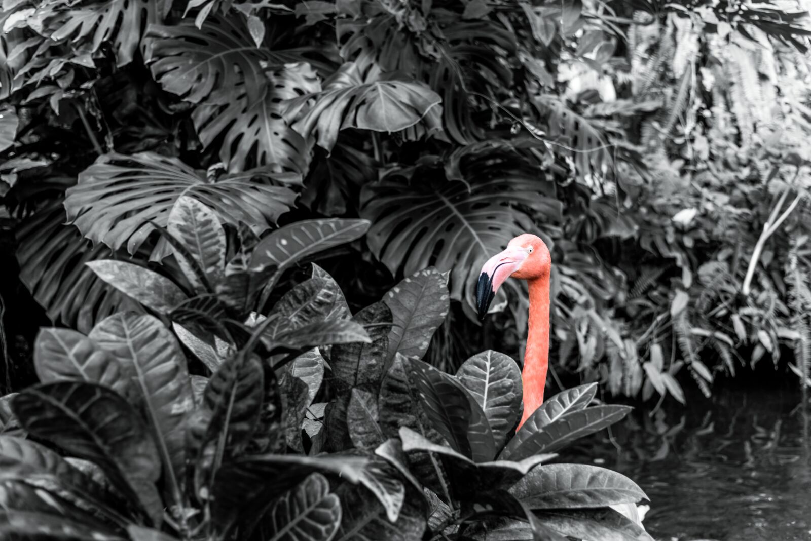 Nikon D750 sample photo. Black and white, flamingo photography