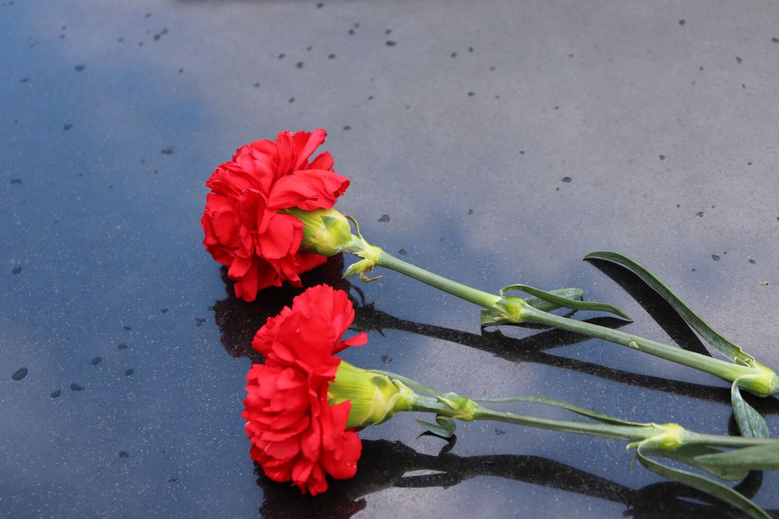 Canon EOS 200D (EOS Rebel SL2 / EOS Kiss X9) sample photo. Two red carnations, black photography