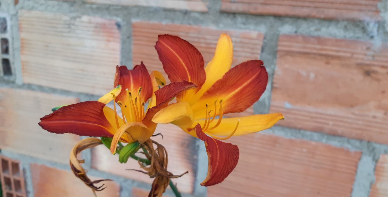 Samsung Galaxy A30 sample photo. Orange lily, flowers, lily photography