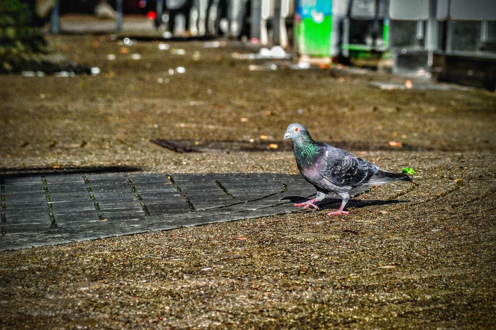 Nikon D3000 sample photo. Dove, bird, asphalt photography